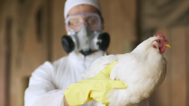 The United States detects a second case of bird flu among humans