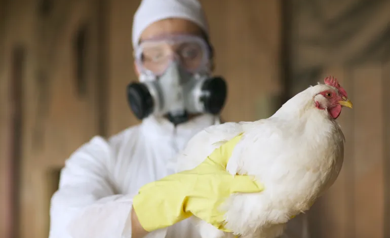 The United States detects a second case of bird flu among humans